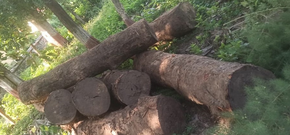 वन कार्यालय परिसरमै गोलिया काठ सड्दै